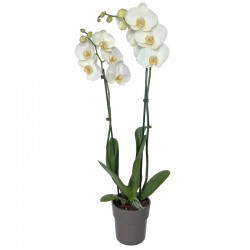 Orchidée Phalaenopsis Blanc - Place O Fleurs