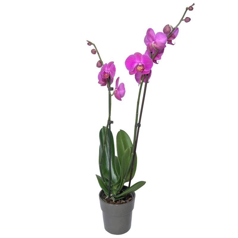 Orchidée Phalaenopsis Rose - Place O Fleurs