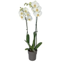 Catégorie Plantes - Place O Fleurs : Orchidée Phalaenopsis Blanc , Orchidée Phalaenopsis Rose , Coupe de Plantes Fleuries , C...